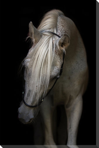 compare product Arabian Stallion