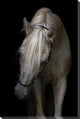 Arabian Stallion