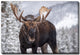 A Moose in Winter in Jasper