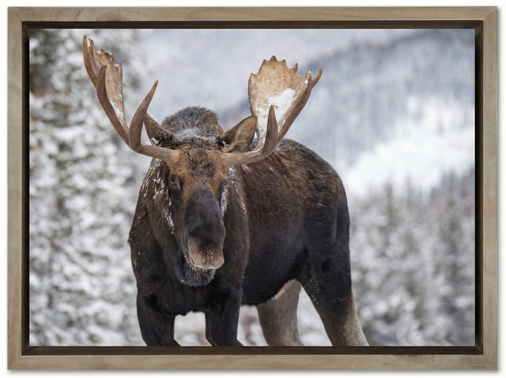 A Moose in Winter in Jasper