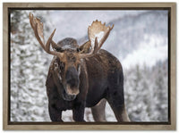 A Moose in Winter in Jasper