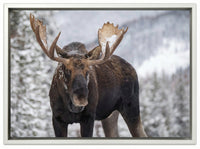 A Moose in Winter in Jasper