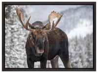 A Moose in Winter in Jasper