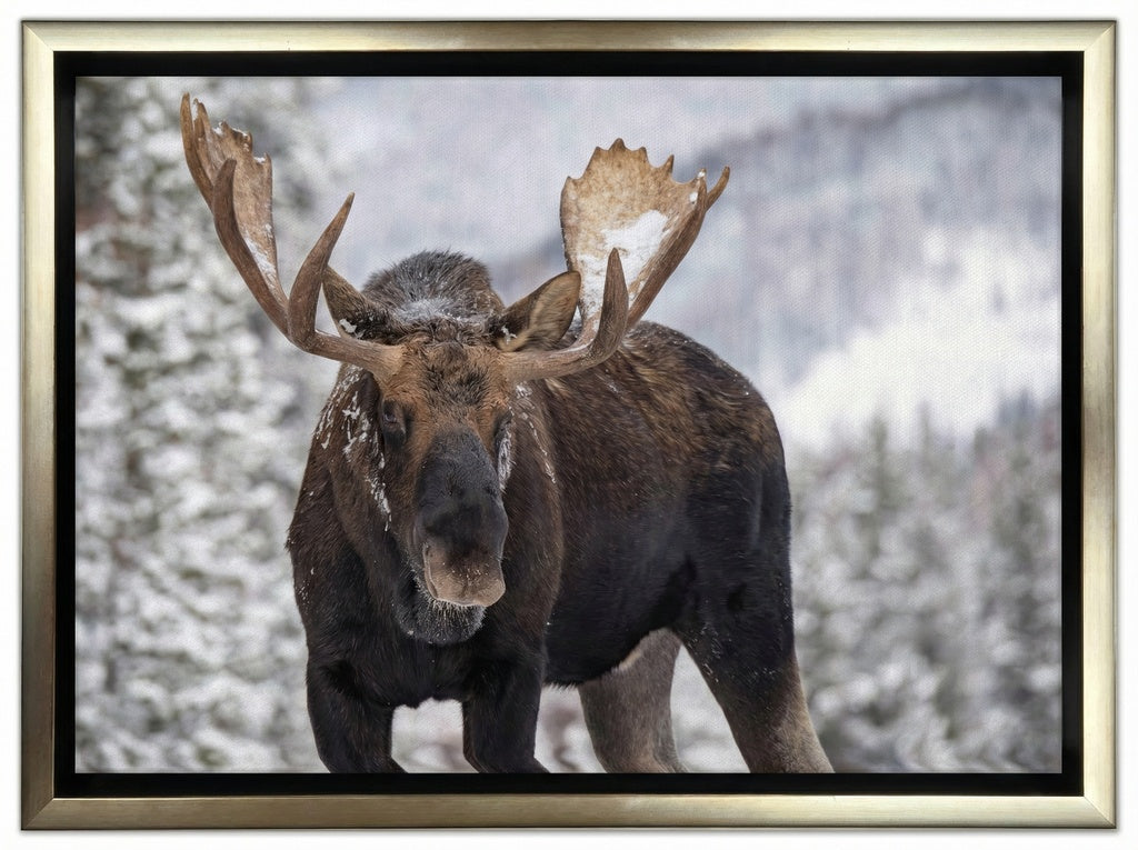 A Moose in Winter in Jasper