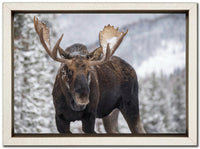 A Moose in Winter in Jasper