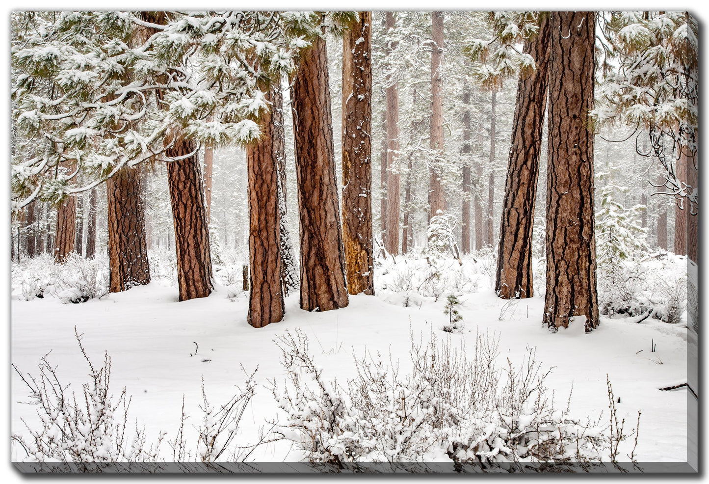 Winter Forest