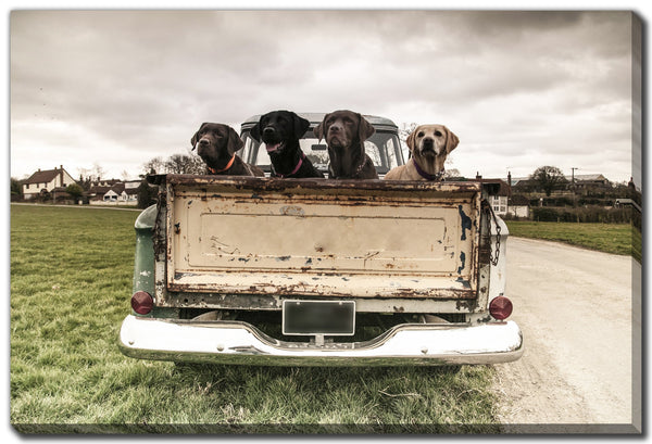 Labradors In A Vintage Truck