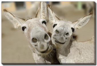 compare product Cheeky Playful Donkey Duo