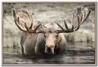 compare product Moose Hot Springs