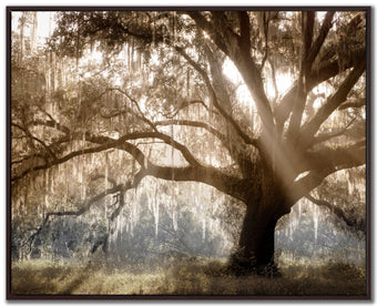 compare product Virginia Oak