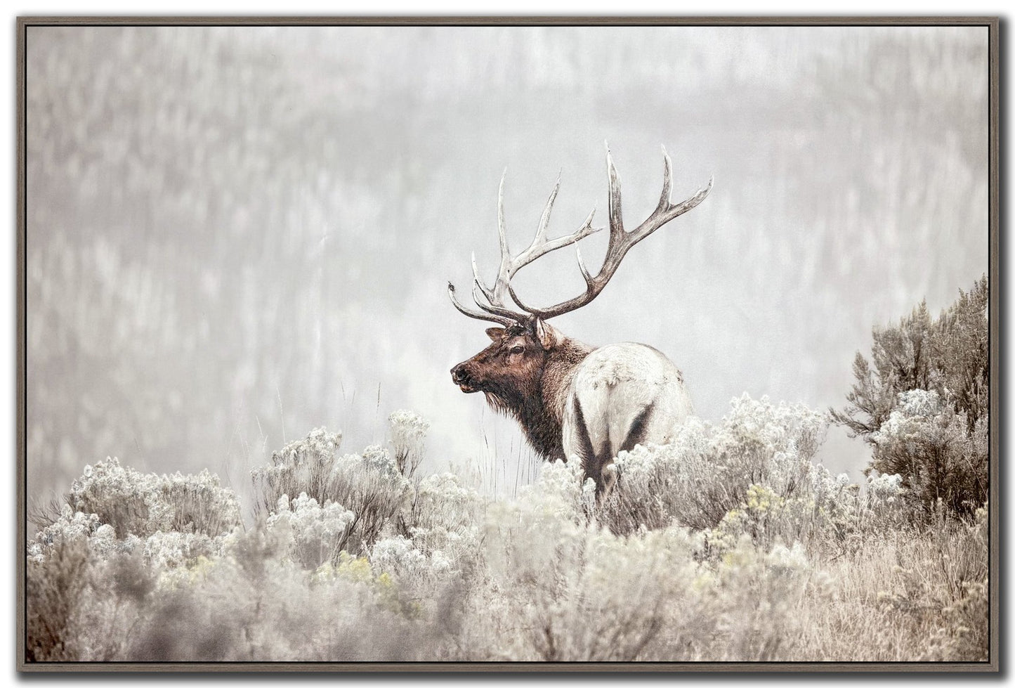 Misty Monarch