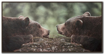 compare product Grizzly Gaze