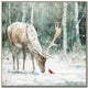 Cardinal’s Greeting I